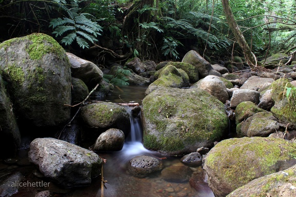 Manoa Falls Trail